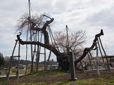 【おっ！！待ち遠しい市内の桜情報！！(^o^)丿:*ﾟ さくら通信 2020 *+:】
