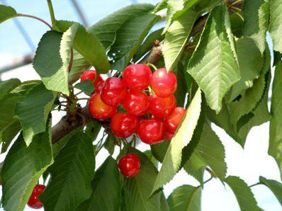 【大粒さくらんぼ　『紅秀峰』のご予約受付中】