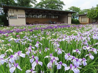 【花盛りのあやめたち】