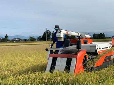 【稲刈り最盛期を迎えています】
