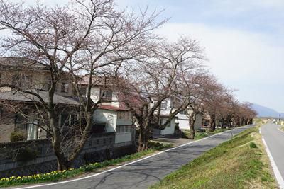 【桜並木】