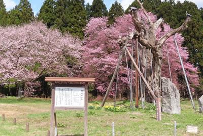 【花咲けオープニングイベント　IN　白鷹町】