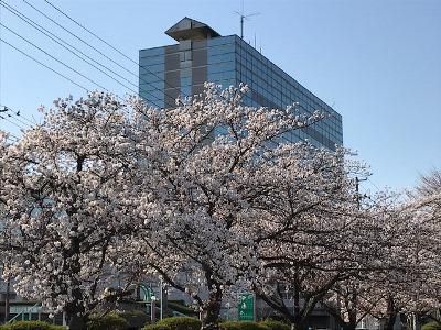 【春爛漫】