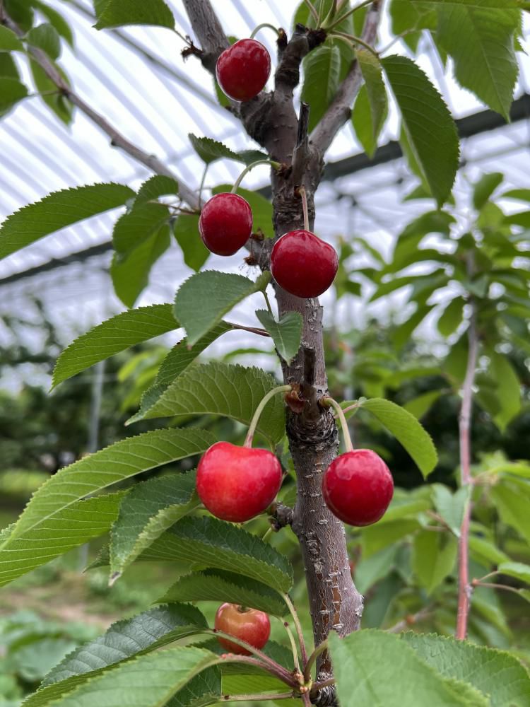 これが噂のエース山形紅王です。