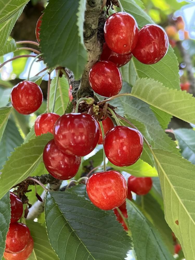 紅さやか初出荷