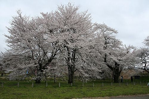 ♪お達磨の桜公園 売店♪