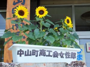 ♪ひまわりプランター♪