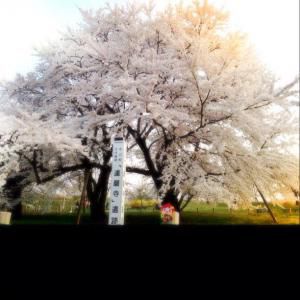 お達磨の桜売店♪