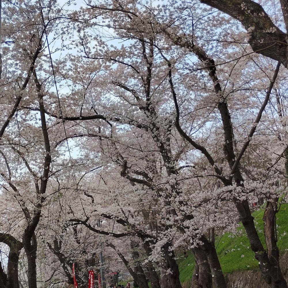 桜(烏帽子山) 3