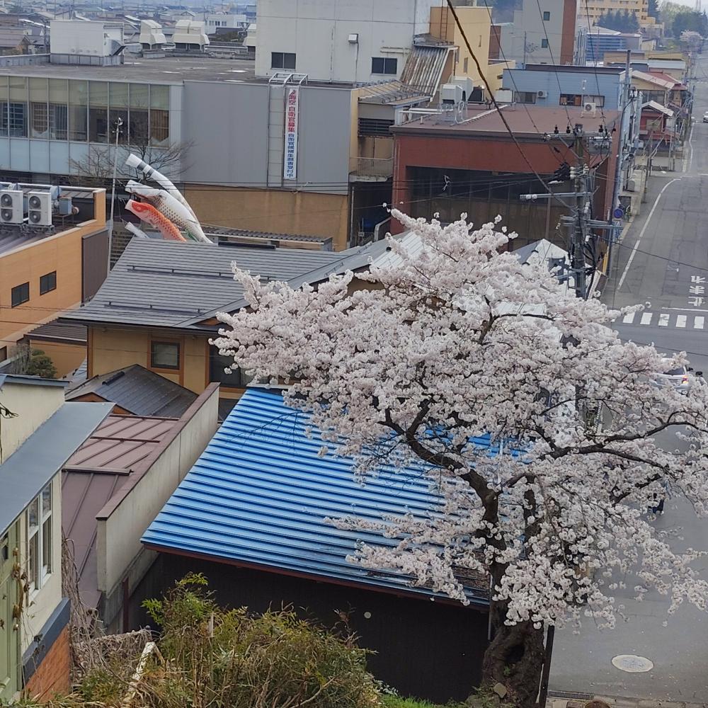 桜(烏帽子山) 3