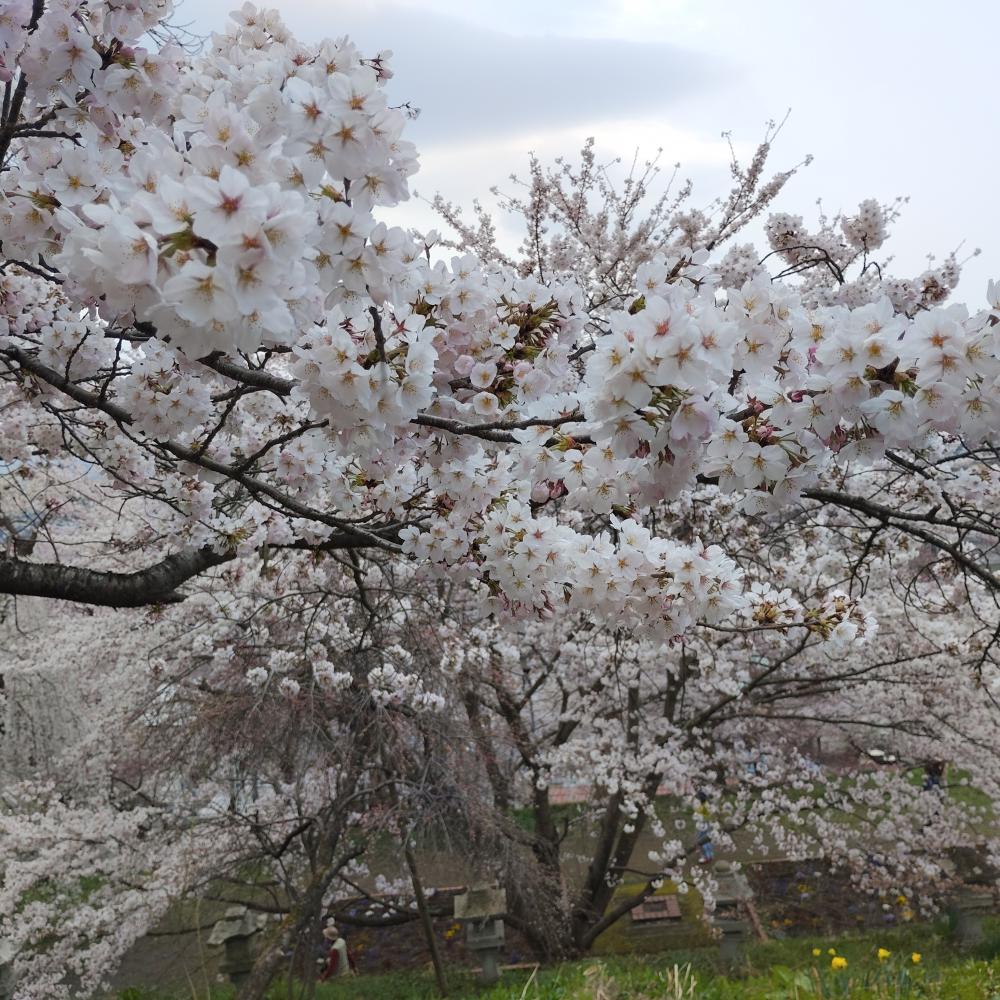 桜(烏帽子山) 3