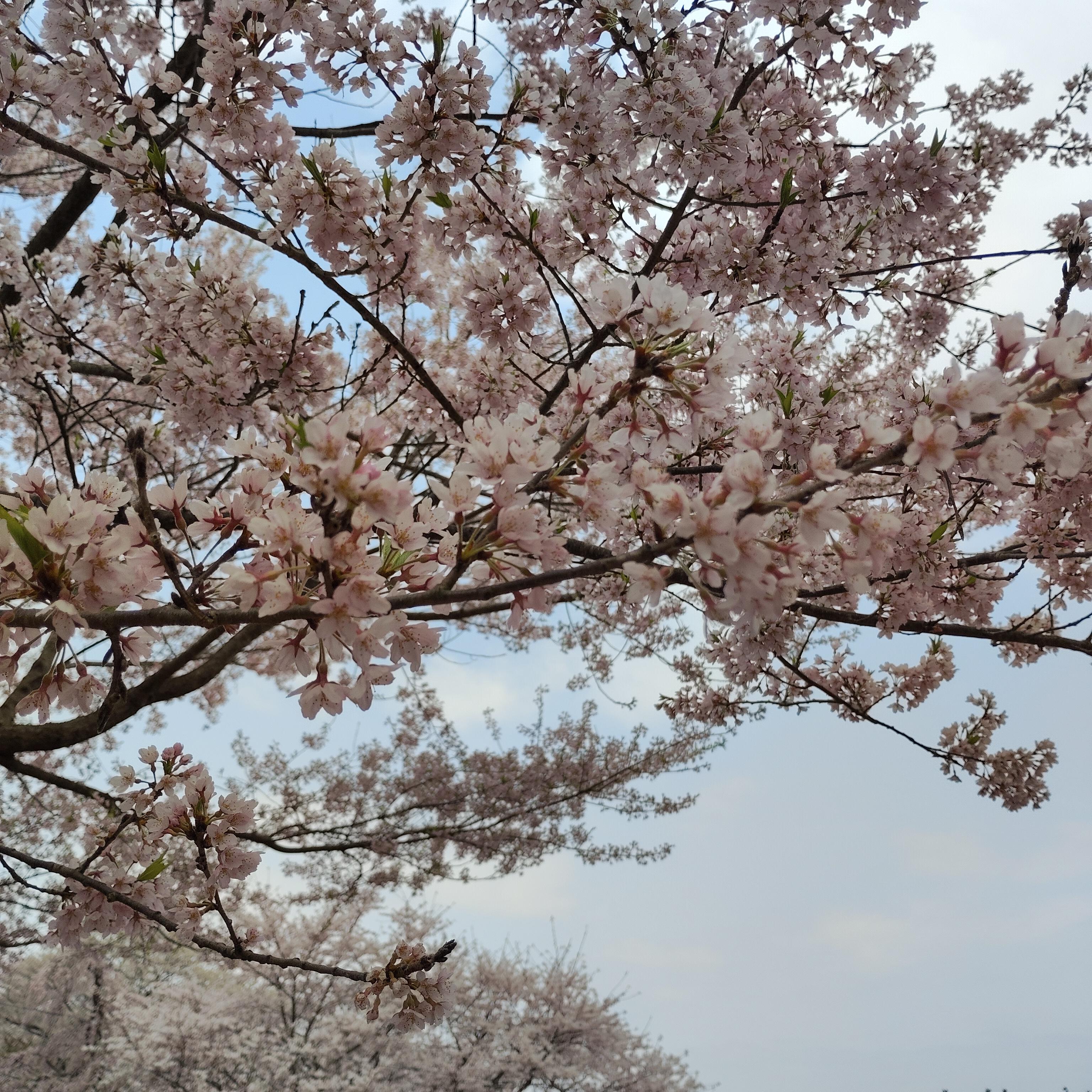 桜(烏帽子山) 3