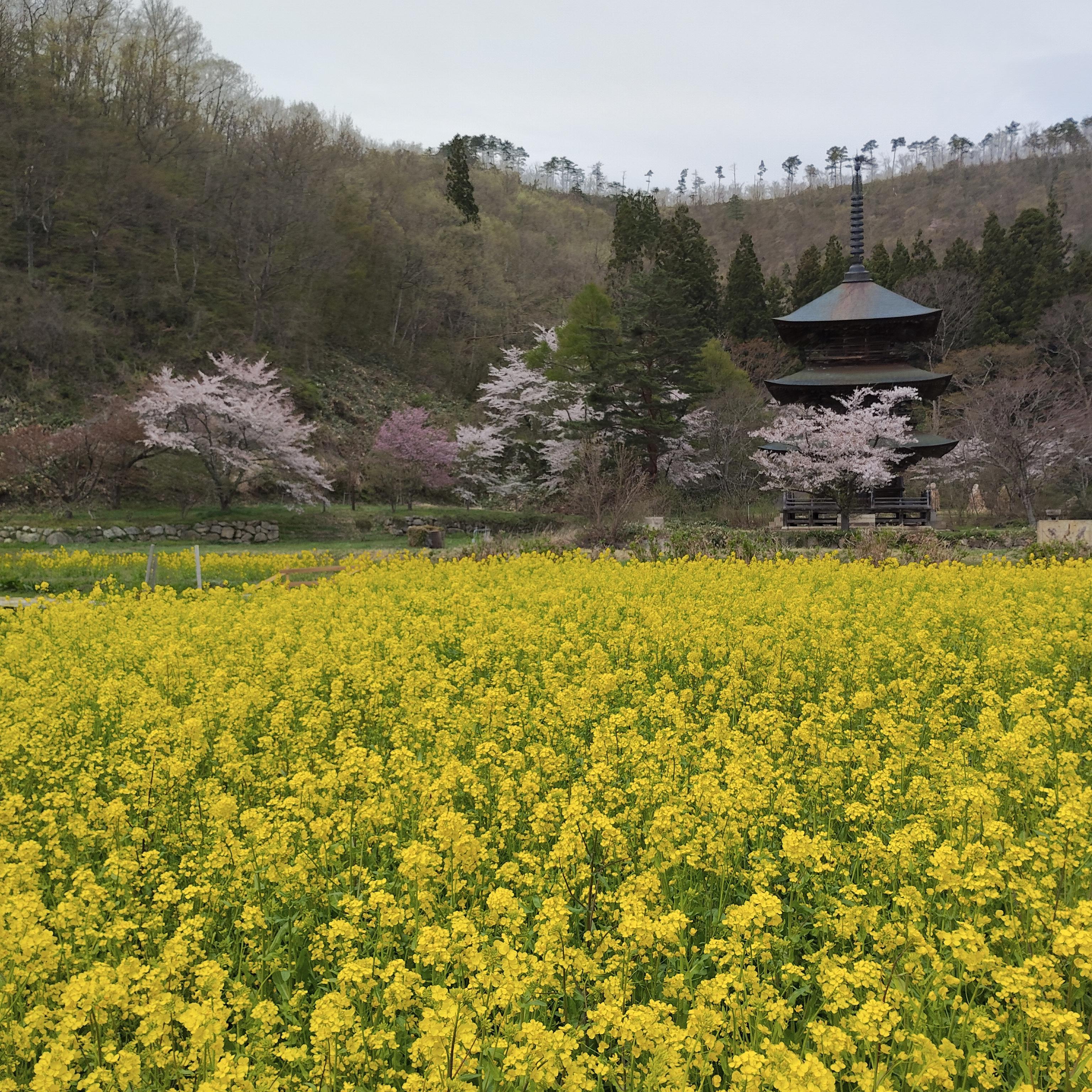 桜(安久津八幡神社)