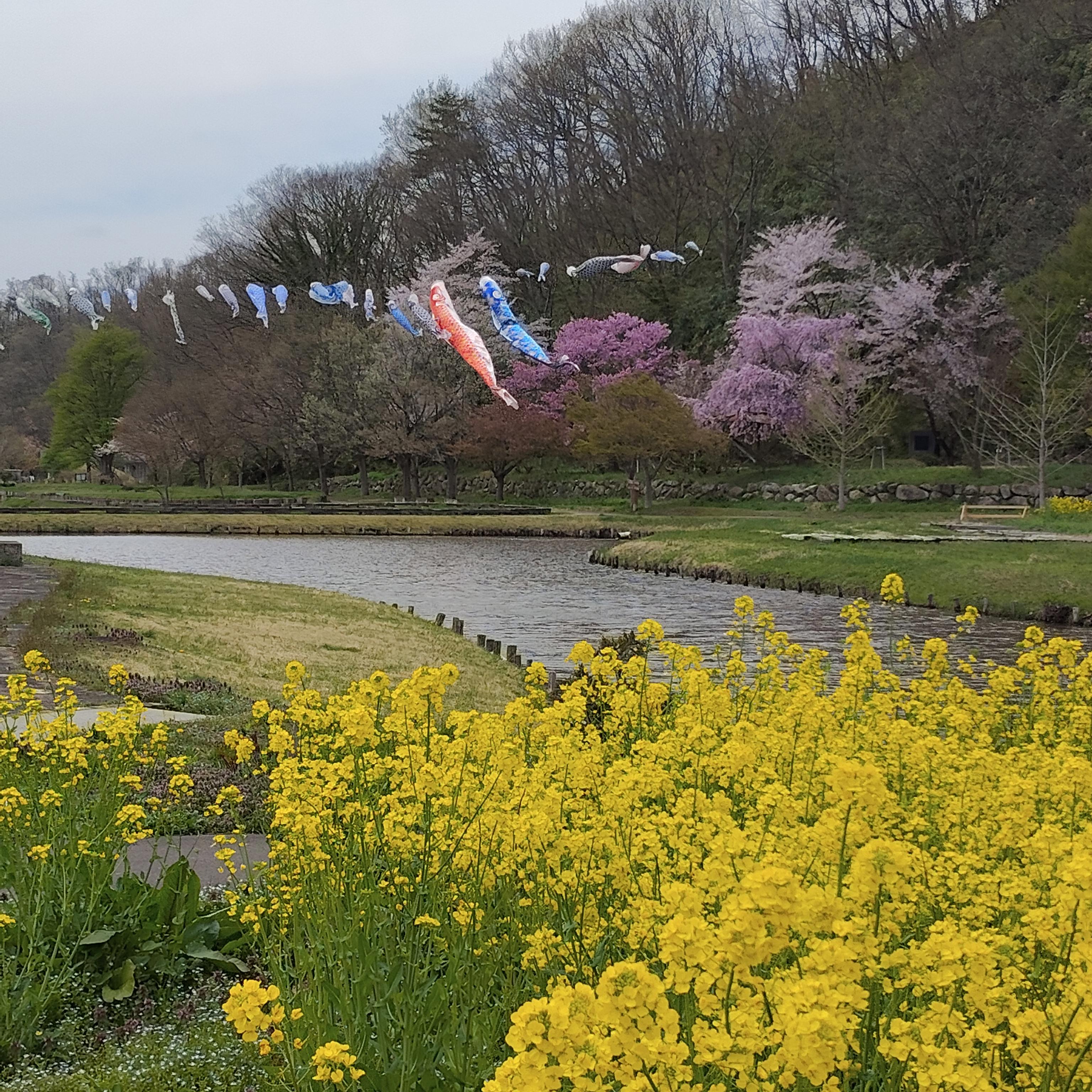 桜(安久津八幡神社)