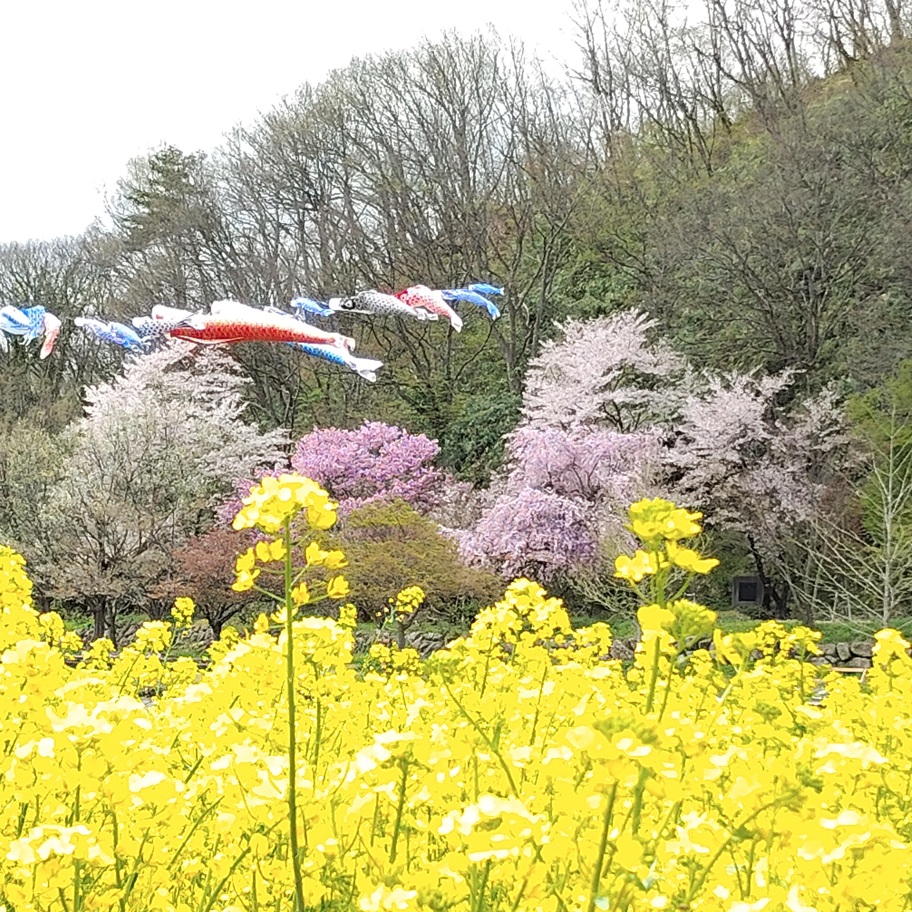 桜(安久津八幡神社)