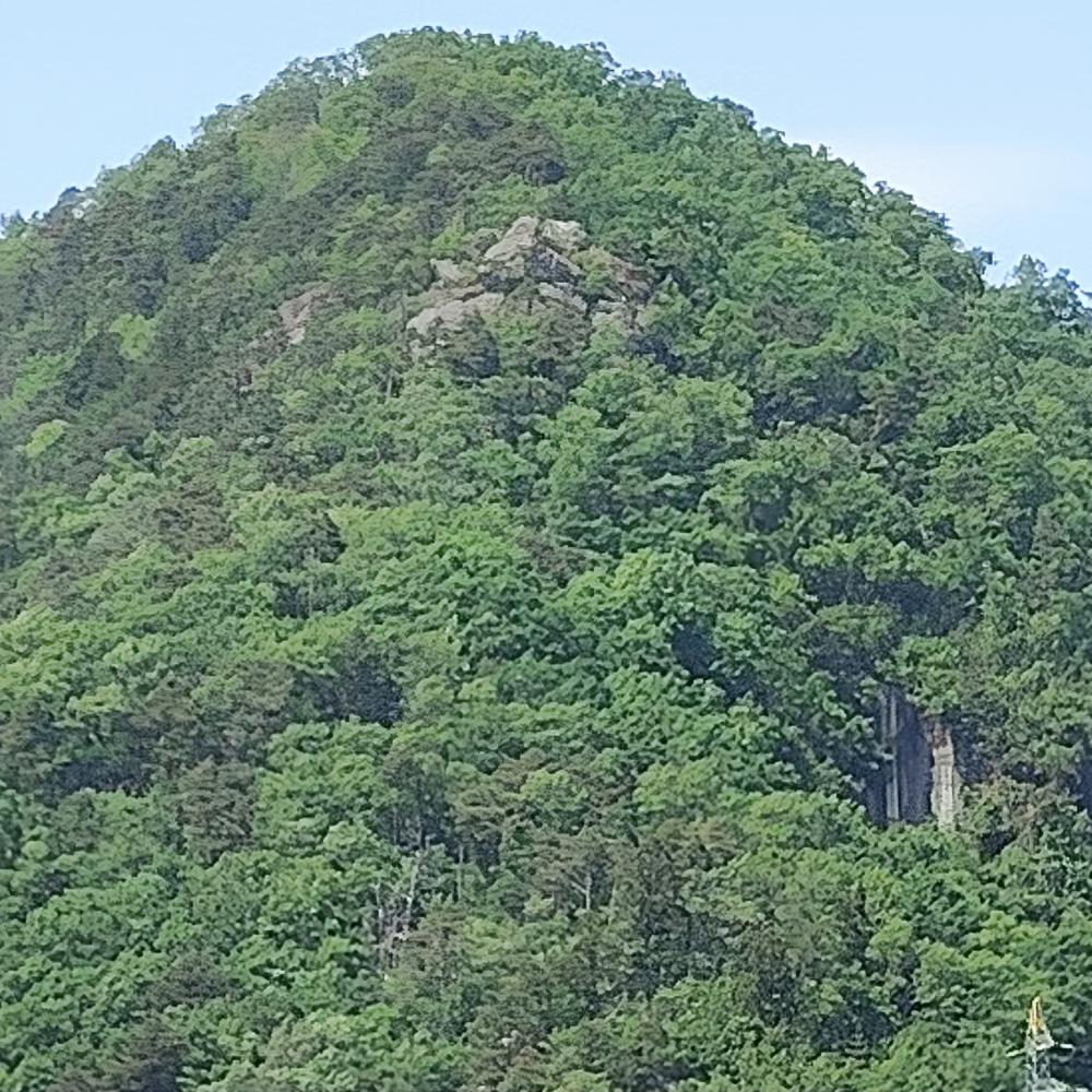 ガザニア