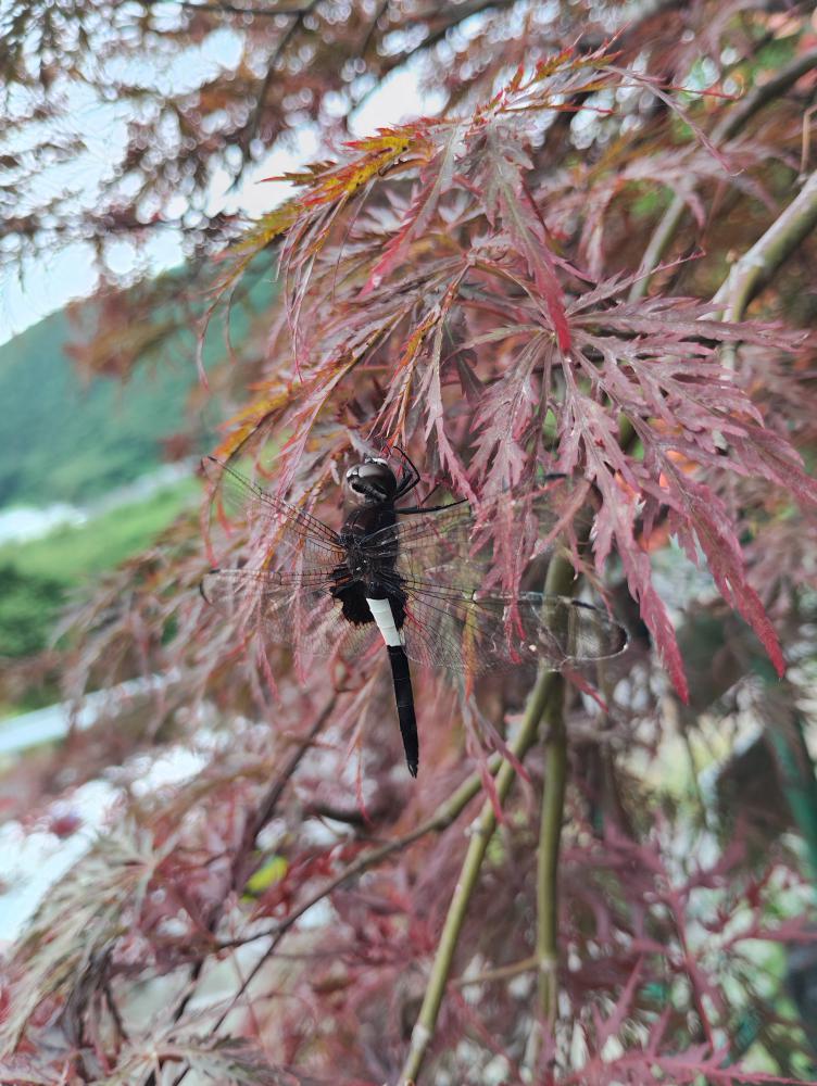 出会い
