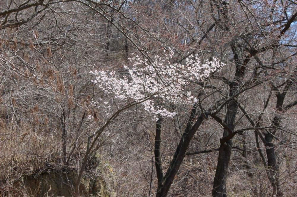 岩部山桜情報No.2