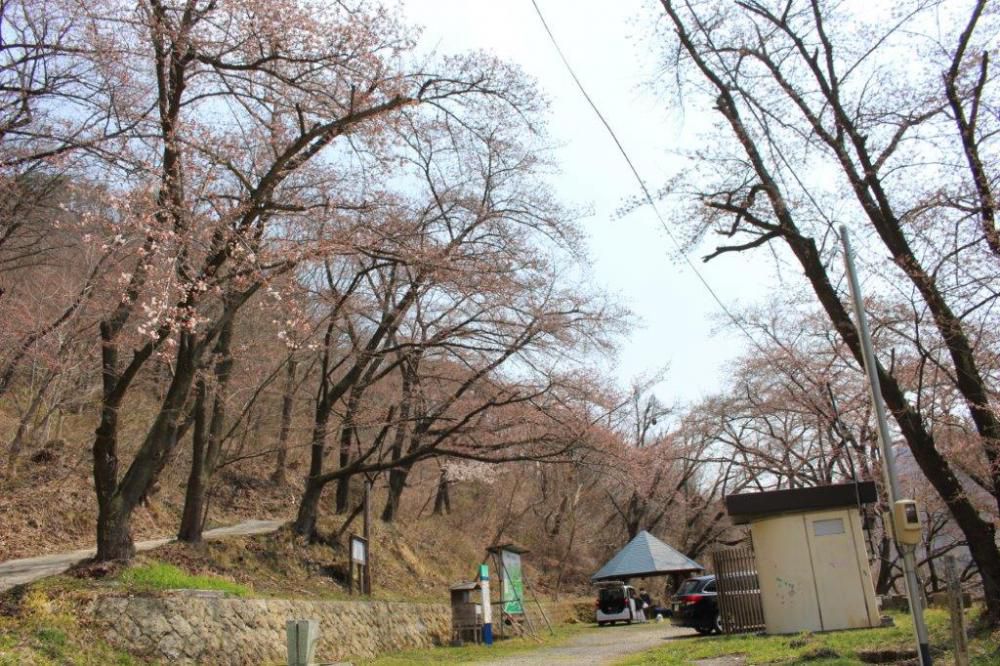 岩部山桜情報No.3