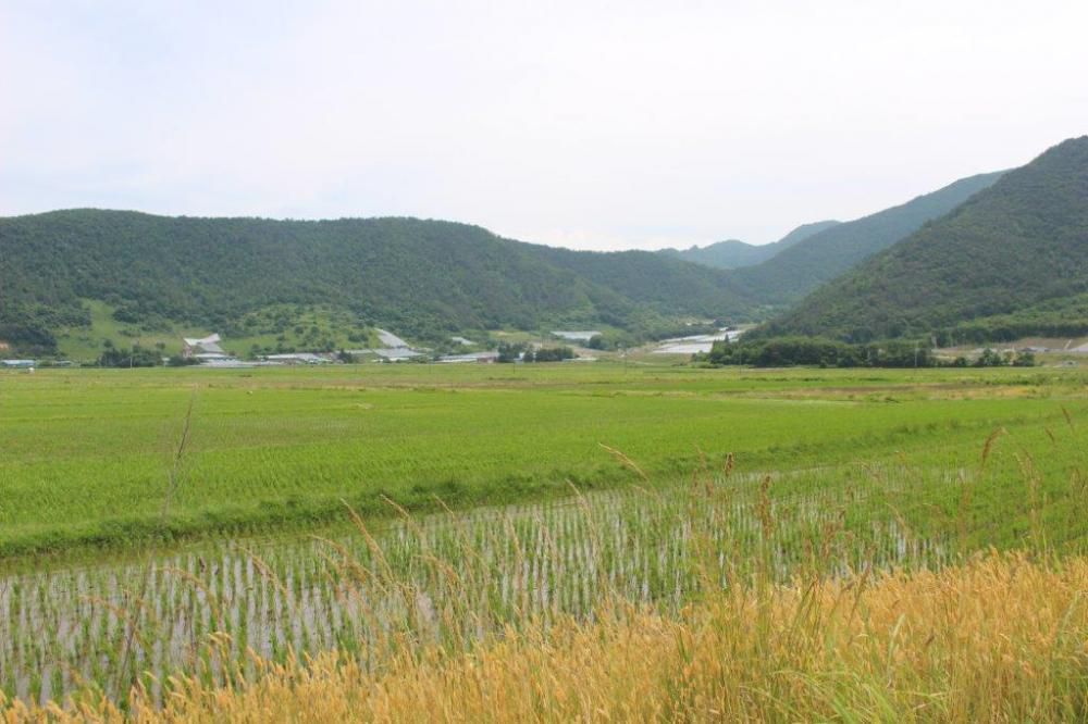 お米処