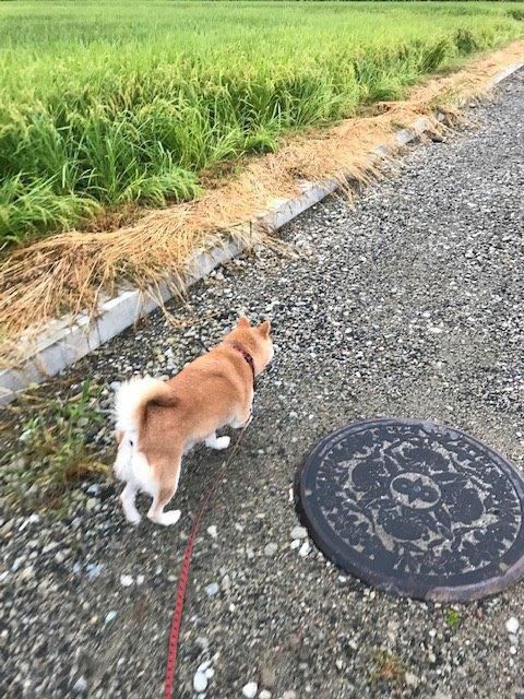 夏の終わり