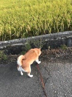 クマにご注意ください
