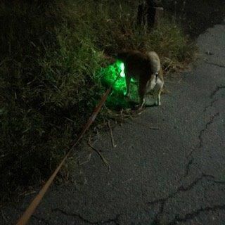 歩行者も