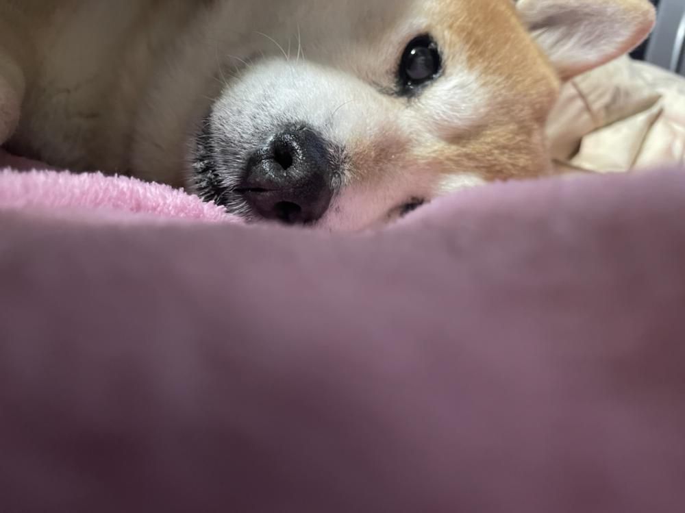 お昼寝日和・・・