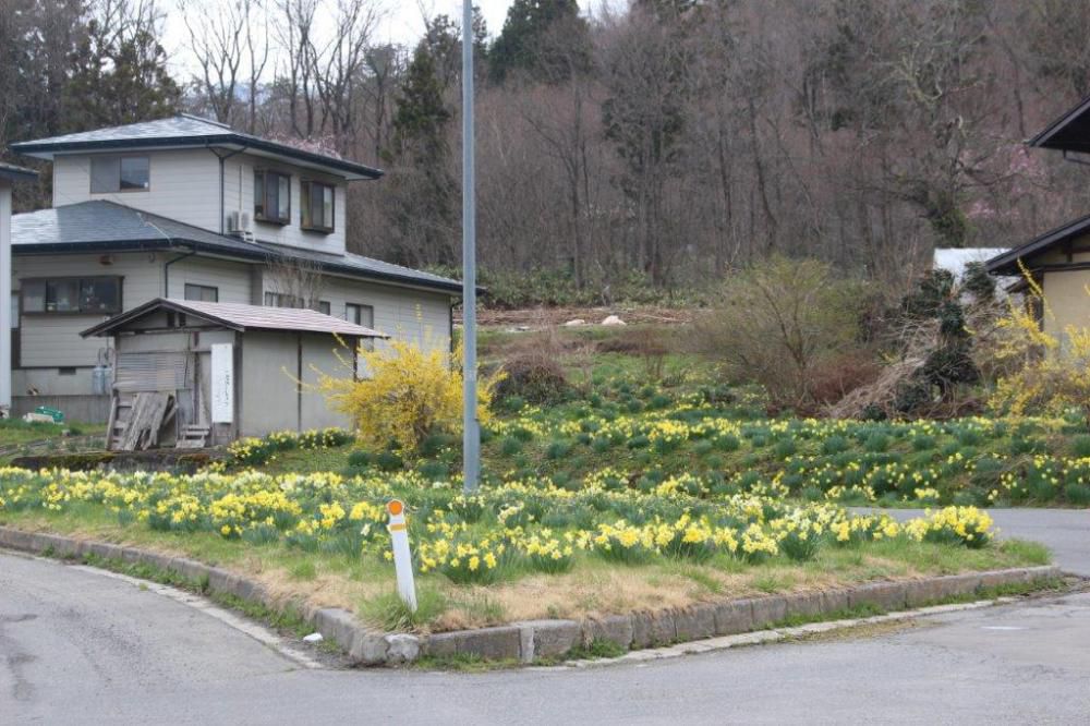 スイセンの群生地