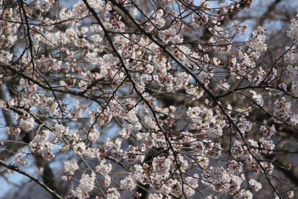 中川地区桜情報　Ｐａｒｔ６