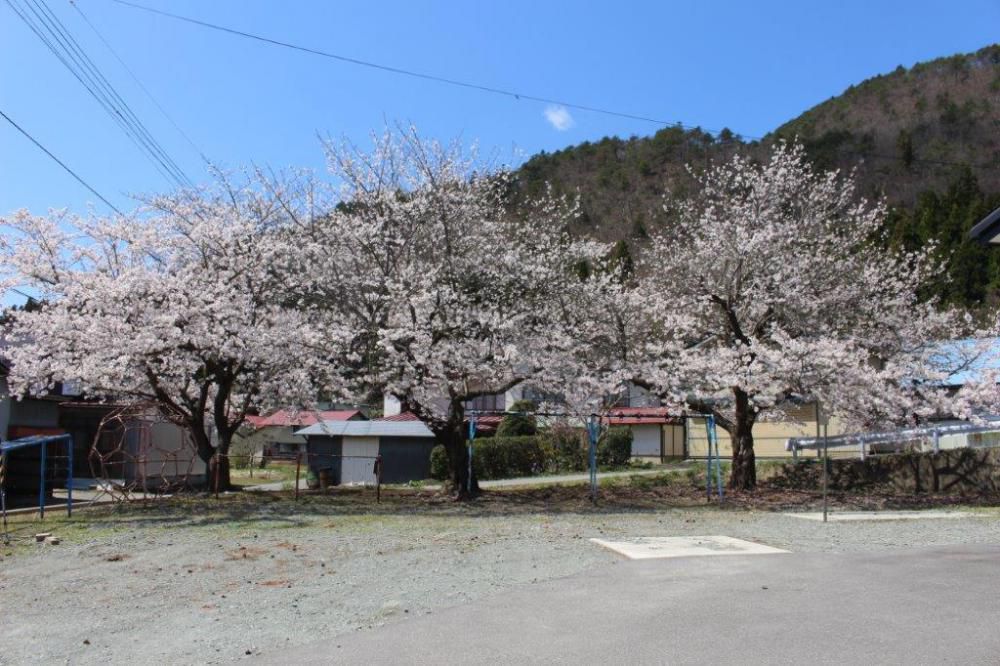 中川地区桜情報　Ｐａｒｔ９