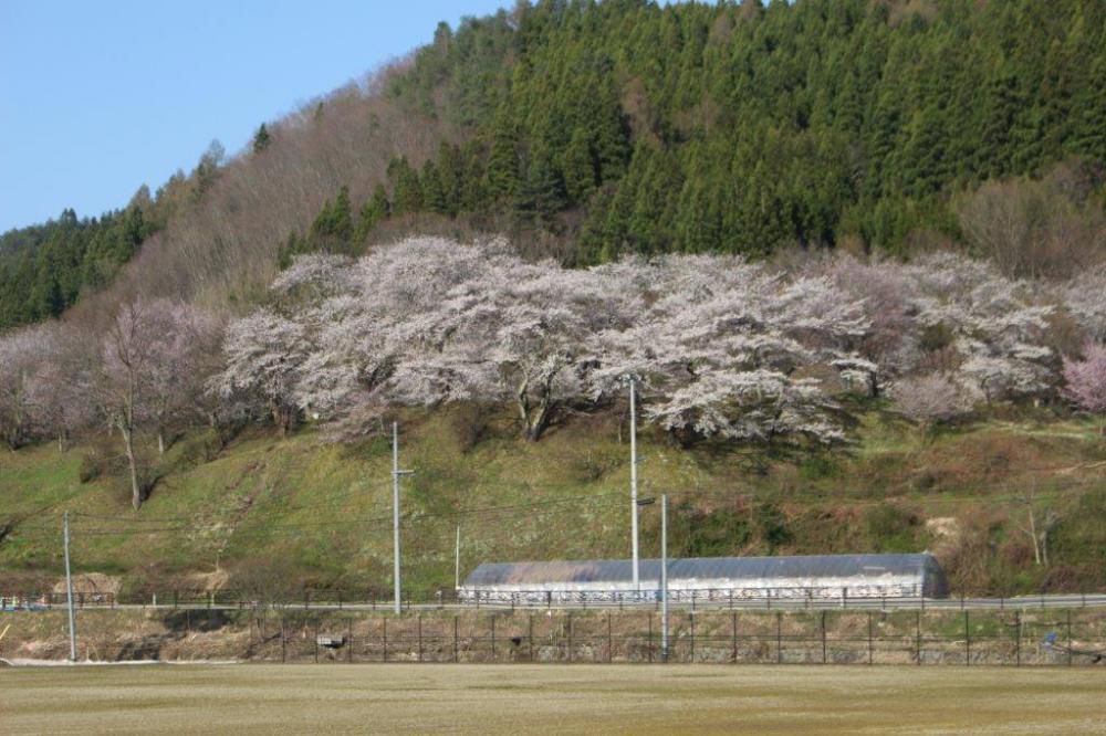吉野公園