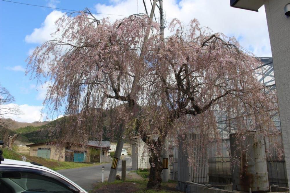 中川地区桜情報　Ｐａｒｔ１１
