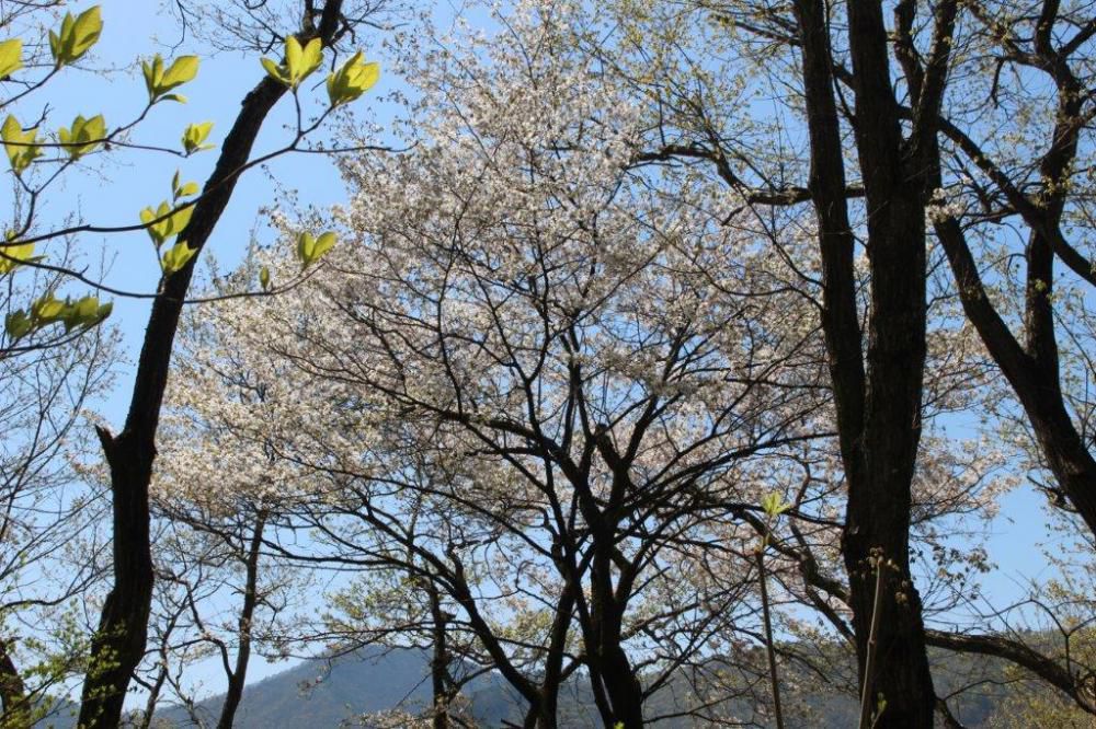 中川地区桜情報Ｐａｒｔ１２