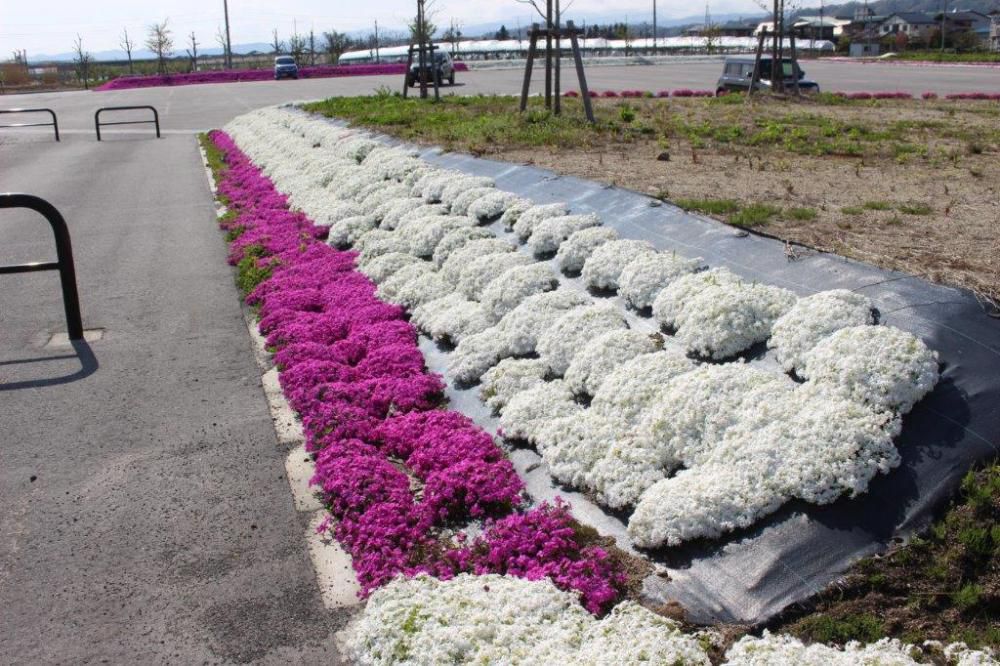 丸堤の芝桜