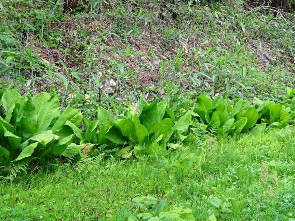 初夏の花探訪「水芭蕉」