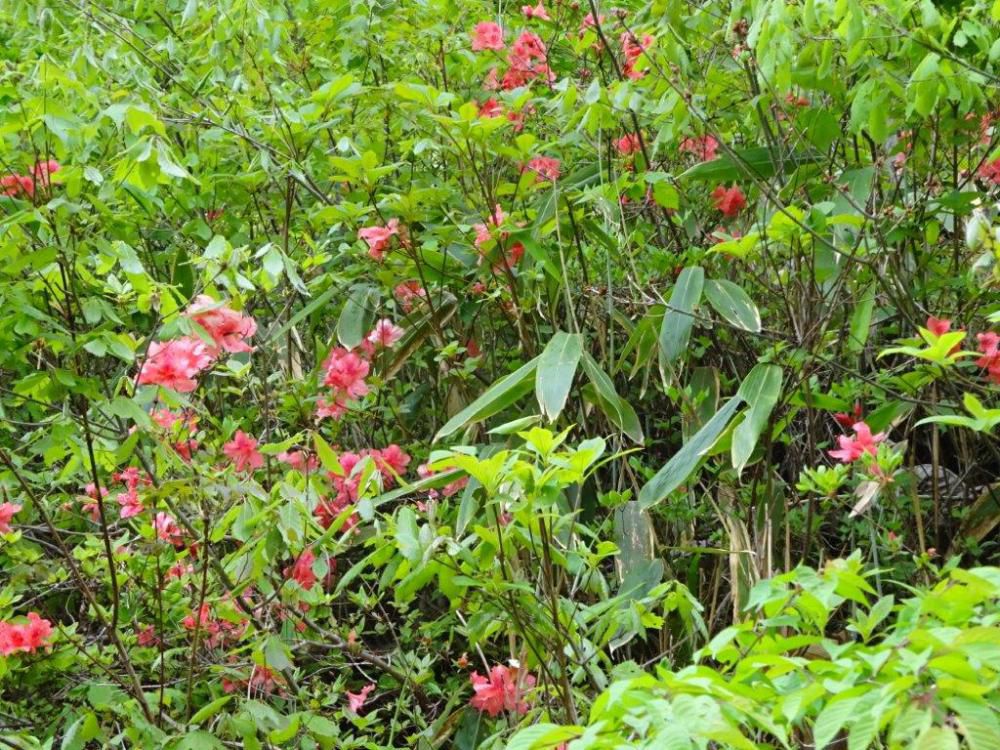 初夏の花探訪「レンゲツツジ」