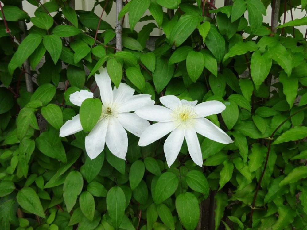 初夏の花探訪「クレマチス」