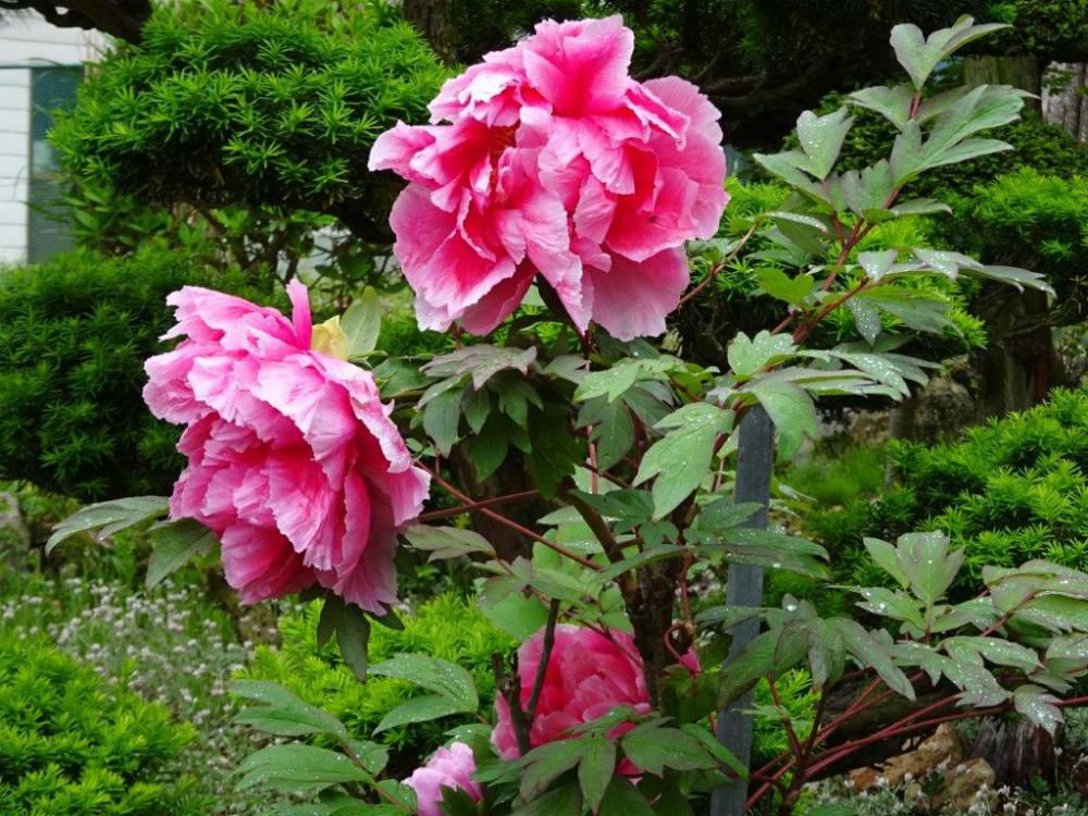 初夏の花探訪「牡丹」