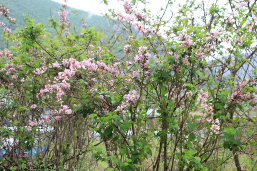 初夏の花探訪「タニウツギ？」