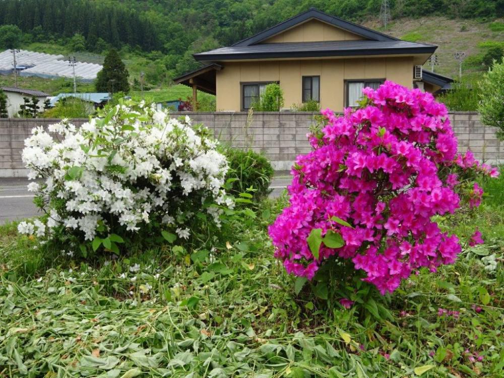 満開のツツジたち