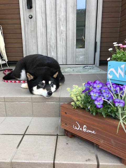 夏日