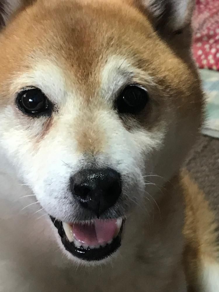 同じ犬種でも