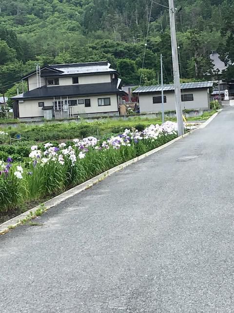 あやめ