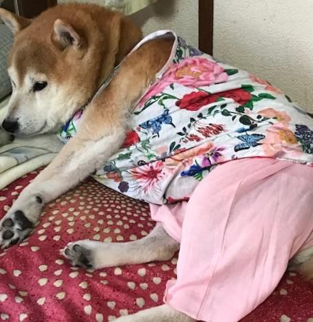 パジャマ