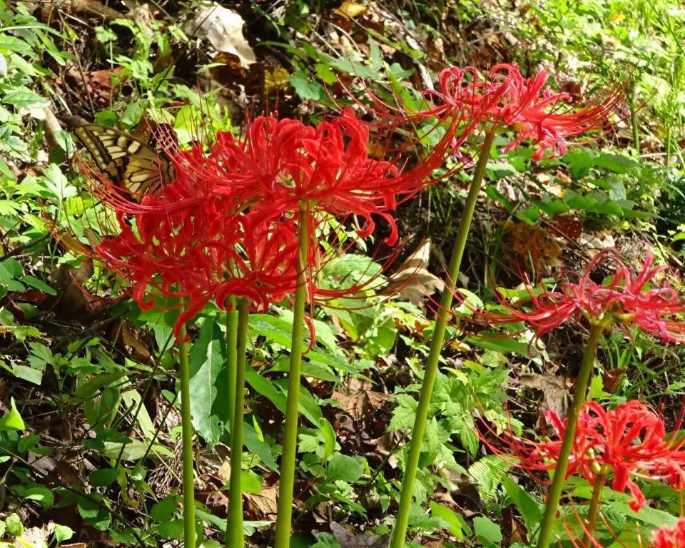 彼岸花