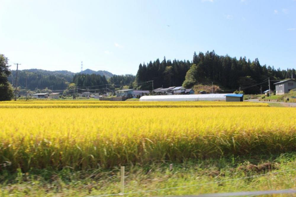 シーズン