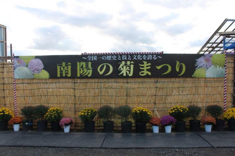 南陽の菊まつり