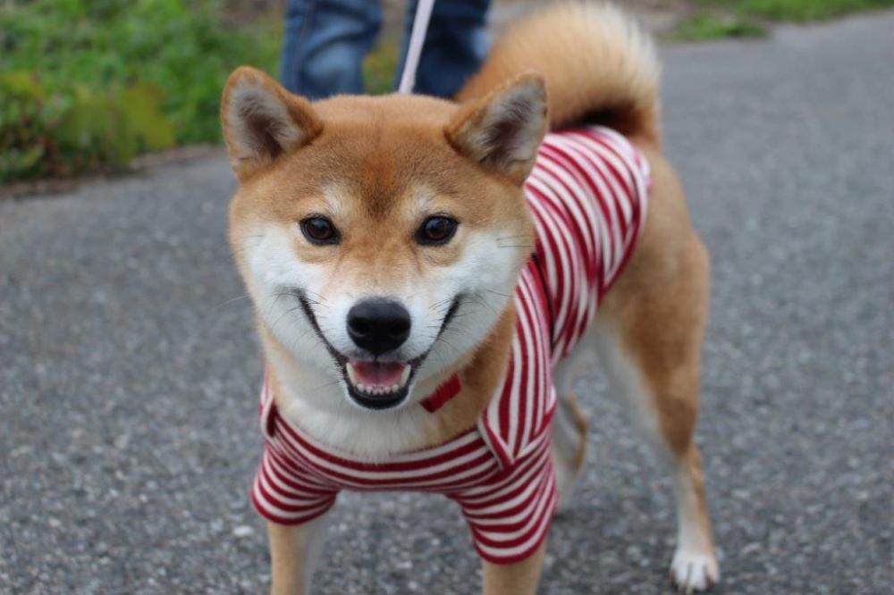 ふうちゃん
