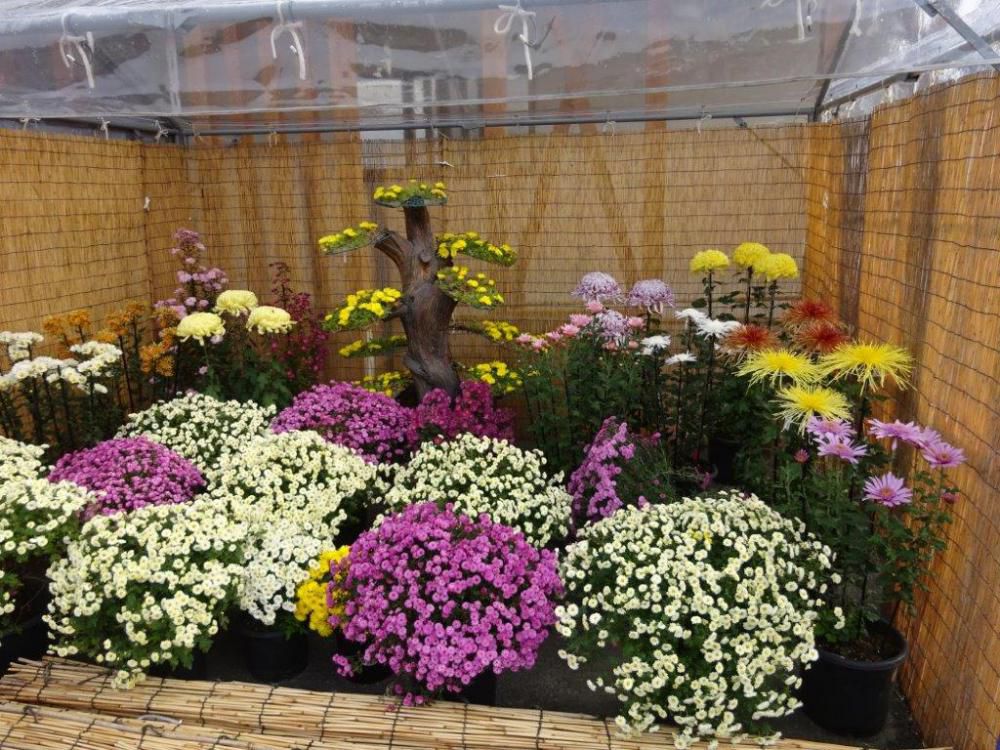 漆山菊花展